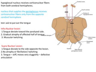 hypoglossal nucleus receives corticonuclear fibers
from both cerebral hemispheres.
nucleus that supplies the genioglossus receives
corticonuclear fibers only from the opposite
cerebral hemisphere
test :ask to put out the tongue
Infra Nuclear lesion:
1.Tongue deviate toward the paralyzed side.
2. Gradual atrophy of affected half of tongue
3. Muscular twitching
Supra Nuclear Lesion:
1.Tongue deviate to the side opposite the lesion.
2.No atrophy or fibrillation/ twitching
3. Tongue – stiff, moves very sluggishly – defective
articulation
 