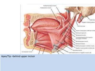 Apex/Tip –behind upper incisor
 
