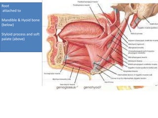 Root
attached to
Mandible & Hyoid bone
(below)
Styloid process and soft
palate (above)
 