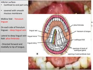 Oral Part:
in front of palatoglossus
arch-
foliate papillae
Superior surface-
median furrow/ groove-
covered with papillae
Inferior surface-
• Confined to oral part only
• covered with smooth
mucous membrane
Midline fold - frenulum
linguae
On each side of frenulum
linguae – deep lingual vein
Lateral to deep lingual vein-
fold- plica fimbriata
- Directed forward and
medially to tip of tongue.
 