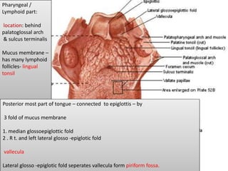 Pharyngeal /
Lymphoid part:
location: behind
palatoglossal arch
& sulcus terminalis
Mucus membrane –
has many lymphoid
follicles- lingual
tonsil
Posterior most part of tongue – connected to epiglottis – by
3 fold of mucus membrane
1. median glossoepiglottic fold
2 . R t. and left lateral glosso -epiglotic fold
vallecula
Lateral glosso -epiglotic fold seperates vallecula form piriform fossa.
 