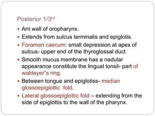 Posterior 1/3rd
 Ant wall of oropharynx.
 Extends from sulcus terminalis and epiglotis.
 Foramen caecum: small depression at apex of
sulcus- upper end of the thyroglossal duct
 Smooth mucus membrane has a nadular
appearance constitute the lingual tonsil- part of
waldeyer”s ring.
 Between tongue and epiglotiss- median
glossoepiglottic fold.
 Lateral glossoepiglottic fold – extending from the
side of epiglottis to the wall of the pharynx.
 