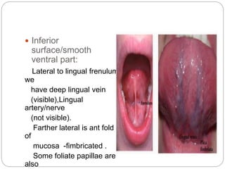  Inferior
surface/smooth
ventral part:
Lateral to lingual frenulum
we
have deep lingual vein
(visible),Lingual
artery/nerve
(not visible).
Farther lateral is ant fold
of
mucosa -fimbricated .
Some foliate papillae are
also
 