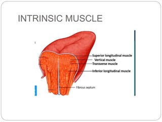 INTRINSIC MUSCLE
 