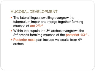 MUCOSAL DEVELOPMENT
 The lateral lingual swelling overgrow the
tuberculum impar and merge together forming
mucosa of ant 2/3rd .
 Within the cupula the 3rd arches overgrows the
2nd arches formimg mucosa of the posterior 1/3rd .
 Posterior most part include valleculla from 4th
arches
 