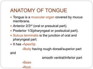 ANATOMY OF TONGUE
 Tongue is a muscular organ covered by mucus
membrane.
 Anterior 2/3rd (oral or presulcal part).
 Posterior 1/3(pharyngeal or postsulcal part).
 Sulcus terminalis is the junction of oral and
pharyngeal part.
 It has -Apex/tip
-Body having rough dorsal/superior part
and
smooth ventral/inferior part
-Base
-Root.
 