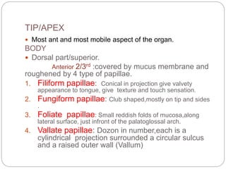 TIP/APEX
 Most ant and most mobile aspect of the organ.
BODY
 Dorsal part/superior.
Anterior 2/3rd :covered by mucus membrane and
roughened by 4 type of papillae.
1. Filiform papillae: Conical in projection give valvety
appearance to tongue, give texture and touch sensation.
2. Fungiform papillae: Club shaped,mostly on tip and sides
.
3. Foliate papillae: Small reddish folds of mucosa,along
lateral surface, just infront of the palatoglossal arch.
4. Vallate papillae: Dozon in number,each is a
cylindrical projection surrounded a circular sulcus
and a raised outer wall (Vallum)
 