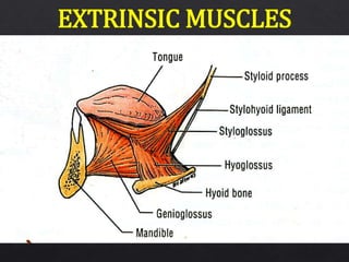 EXTRINSIC MUSCLES
 