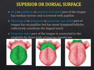 SUPERIOR OR DORSAL SURFACE
 