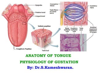 
Click to edit Master subtitle style
ANATOMY OF TONGUE
PHYSIOLOGY OF GUSTATION
By: Dr.S.Kameshwaran.
 