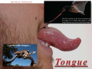 This bat is known as the Anoura fistulata bat.
Its tongue is 3.5 inches long, which is 150%
longer than the size of its overall body length.
A prehensile tongue...
HUMAN TONGUE
 