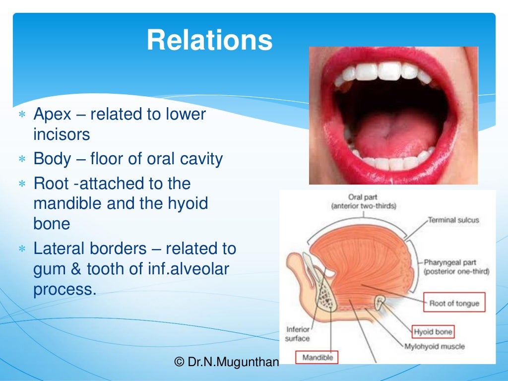TongueGross Anatomy & Applied Aspects. Dr.N.Mugunthan.M.S
