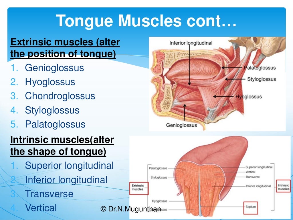 TongueGross Anatomy & Applied Aspects. Dr.N.Mugunthan.M.S