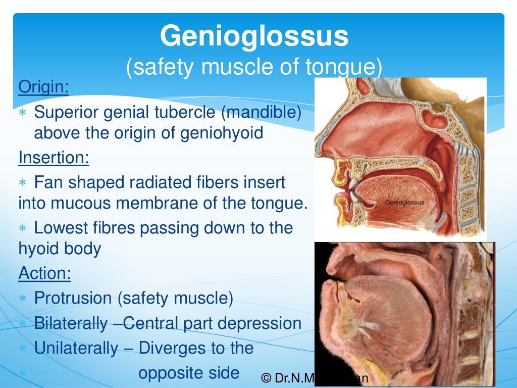 TongueGross Anatomy & Applied Aspects. Dr.N.Mugunthan.M.S