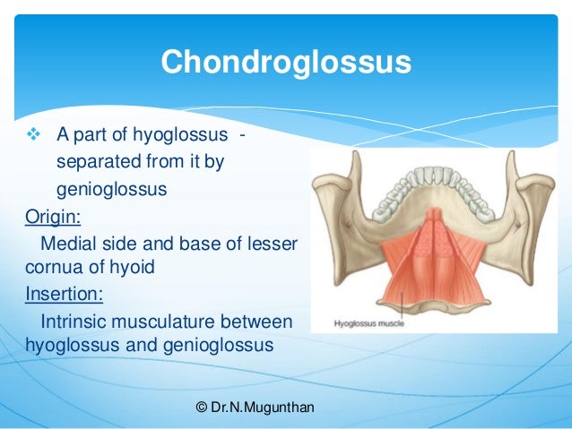 Tongue-Gross Anatomy & Applied Aspects. Dr.N.Mugunthan.M.S