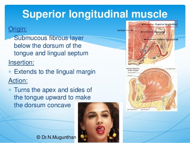 Tongue-Gross Anatomy & Applied Aspects. Dr.N.Mugunthan.M.S