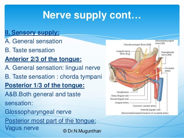 Tongue-Gross Anatomy & Applied Aspects. Dr.N.Mugunthan.M.S