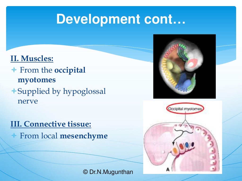 TongueGross Anatomy & Applied Aspects. Dr.N.Mugunthan.M.S