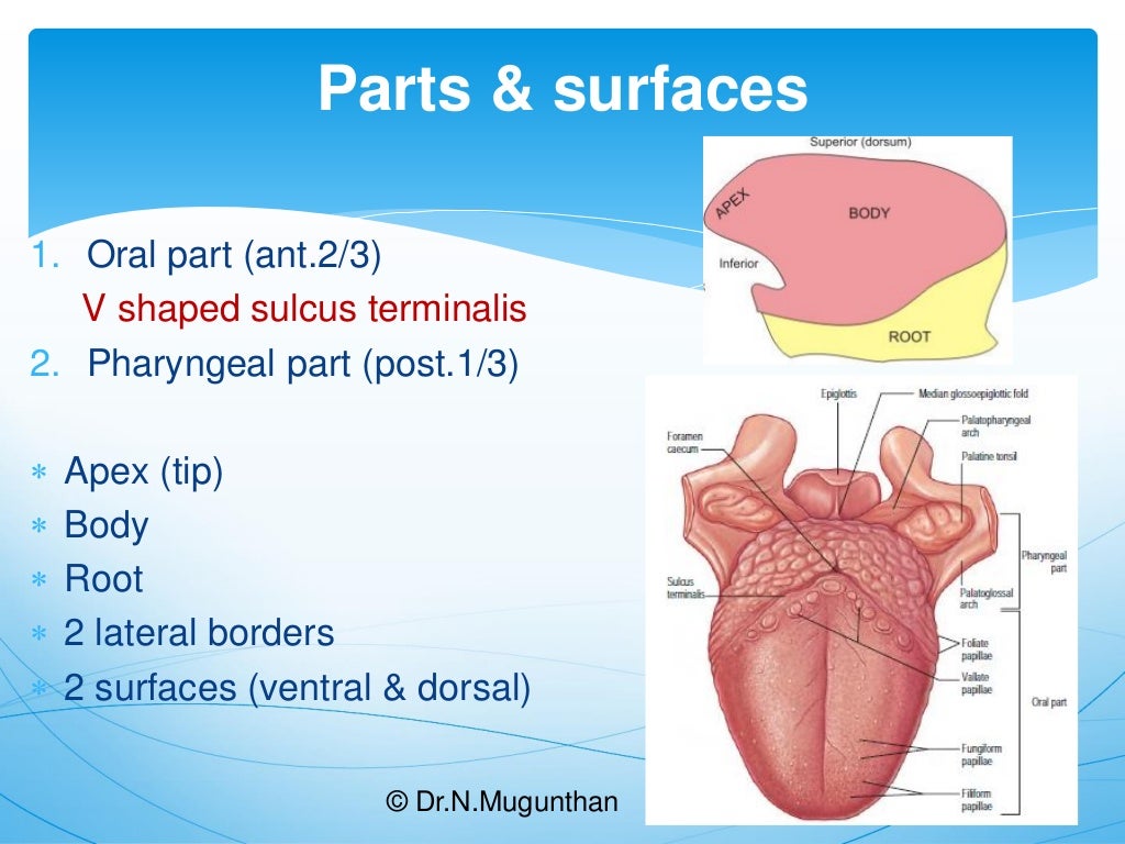 TongueGross Anatomy & Applied Aspects. Dr.N.Mugunthan.M.S