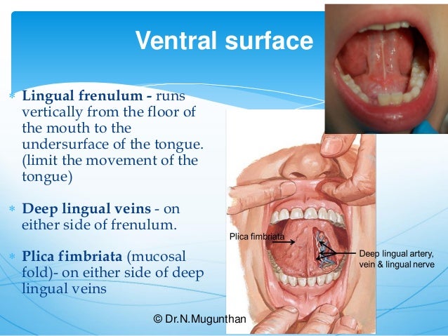 Tongue-Gross Anatomy & Applied Aspects. Dr.N.Mugunthan.M.S