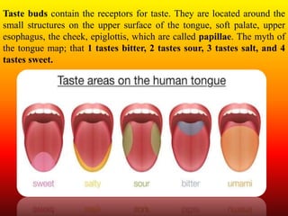 Taste buds contain the receptors for taste. They are located around the
small structures on the upper surface of the tongue, soft palate, upper
esophagus, the cheek, epiglottis, which are called papillae. The myth of
the tongue map; that 1 tastes bitter, 2 tastes sour, 3 tastes salt, and 4
tastes sweet.
 