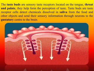 The taste buds are sensory taste receptors located on the tongue, throat
and palate, they help form the perception of taste. Taste buds are taste
receptor cells detect chemicals dissolved in saliva from the food and
other objects and send their sensory information through neurons to the
gustatory centre to the brain.
 