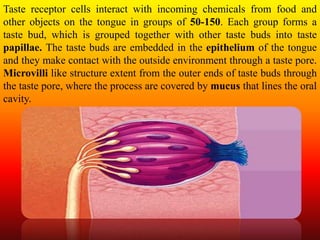 Taste receptor cells interact with incoming chemicals from food and
other objects on the tongue in groups of 50-150. Each group forms a
taste bud, which is grouped together with other taste buds into taste
papillae. The taste buds are embedded in the epithelium of the tongue
and they make contact with the outside environment through a taste pore.
Microvilli like structure extent from the outer ends of taste buds through
the taste pore, where the process are covered by mucus that lines the oral
cavity.
 