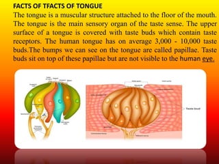 FACTS OF TFACTS OF TONGUE
The tongue is a muscular structure attached to the floor of the mouth.
The tongue is the main sensory organ of the taste sense. The upper
surface of a tongue is covered with taste buds which contain taste
receptors. The human tongue has on average 3,000 - 10,000 taste
buds.The bumps we can see on the tongue are called papillae. Taste
buds sit on top of these papillae but are not visible to the human eye.
 