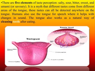 •There are five elements of taste perception: salty, sour, bitter, sweet, and
umami (or savoury). It is a myth that different tastes come from different
areas of the tongue, these tastes can all be detected anywhere on the
tongue. Humans also use the tongue for speech where it helps with
changes in sound. The tongue also works as a natural way of
cleaning teeth after eating.
 
