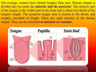 •On average, women have shorter tongues than men. Human tongue is
divided into two parts the anterior and the posterior. The anterior part
of the tongue is the visible part at the front and is about two-thirds of the
tongue's length. The posterior tongue area is closest to the throat, and
roughly one-third of length. There are eight muscles in the human
tongue. They can be classified as intrinsic or extrinsic.
 