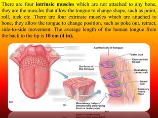 There are four intrinsic muscles which are not attached to any bone,
they are the muscles that allow the tongue to change shape, such as point,
roll, tuck etc. There are four extrinsic muscles which are attached to
bone, they allow the tongue to change position, such as poke out, retract,
side-to-side movement. The average length of the human tongue from
the back to the tip is 10 cm (4 in).
 