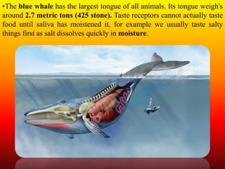 •The blue whale has the largest tongue of all animals. Its tongue weigh's
around 2.7 metric tons (425 stone). Taste receptors cannot actually taste
food until saliva has moistened it, for example we usually taste salty
things first as salt dissolves quickly in moisture.
 