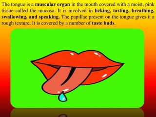The tongue is a muscular organ in the mouth covered with a moist, pink
tissue called the mucosa. It is involved in licking, tasting, breathing,
swallowing, and speaking. The papillae present on the tongue gives it a
rough texture. It is covered by a number of taste buds.
 