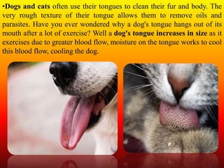 •Dogs and cats often use their tongues to clean their fur and body. The
very rough texture of their tongue allows them to remove oils and
parasites. Have you ever wondered why a dog's tongue hangs out of its
mouth after a lot of exercise? Well a dog's tongue increases in size as it
exercises due to greater blood flow, moisture on the tongue works to cool
this blood flow, cooling the dog.
 