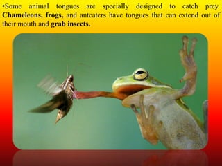 •Some animal tongues are specially designed to catch prey.
Chameleons, frogs, and anteaters have tongues that can extend out of
their mouth and grab insects.
 