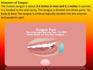 Structure of Tongue:
The human tongue is about 3.3 inches in men and 3.1 inches in women.
It is located in the oral cavity. The tongue is divided into three parts: Tip,
Body & Base The tongue is embryo logically divided into the anterior
and posterior part.
 