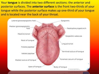 Your tongue is divided into two different sections: the anterior and
posterior surfaces. The anterior surface is the front two-thirds of your
tongue while the posterior surface makes up one-third of your tongue
and is located near the back of your throat.
 