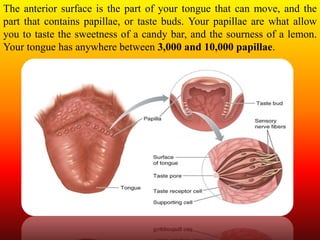 The anterior surface is the part of your tongue that can move, and the
part that contains papillae, or taste buds. Your papillae are what allow
you to taste the sweetness of a candy bar, and the sourness of a lemon.
Your tongue has anywhere between 3,000 and 10,000 papillae.
 