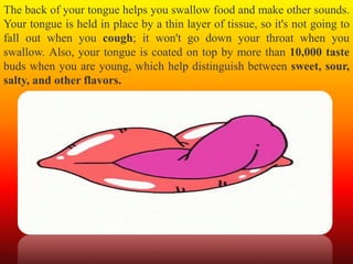 The back of your tongue helps you swallow food and make other sounds.
Your tongue is held in place by a thin layer of tissue, so it's not going to
fall out when you cough; it won't go down your throat when you
swallow. Also, your tongue is coated on top by more than 10,000 taste
buds when you are young, which help distinguish between sweet, sour,
salty, and other flavors.
 