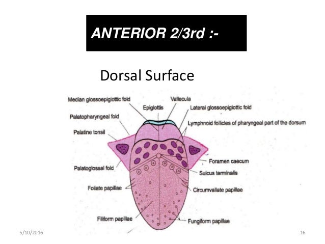 Flow infiltration through process capacity chapter vicaire 1a saturated exceeding generated figure flows Tongue patwal