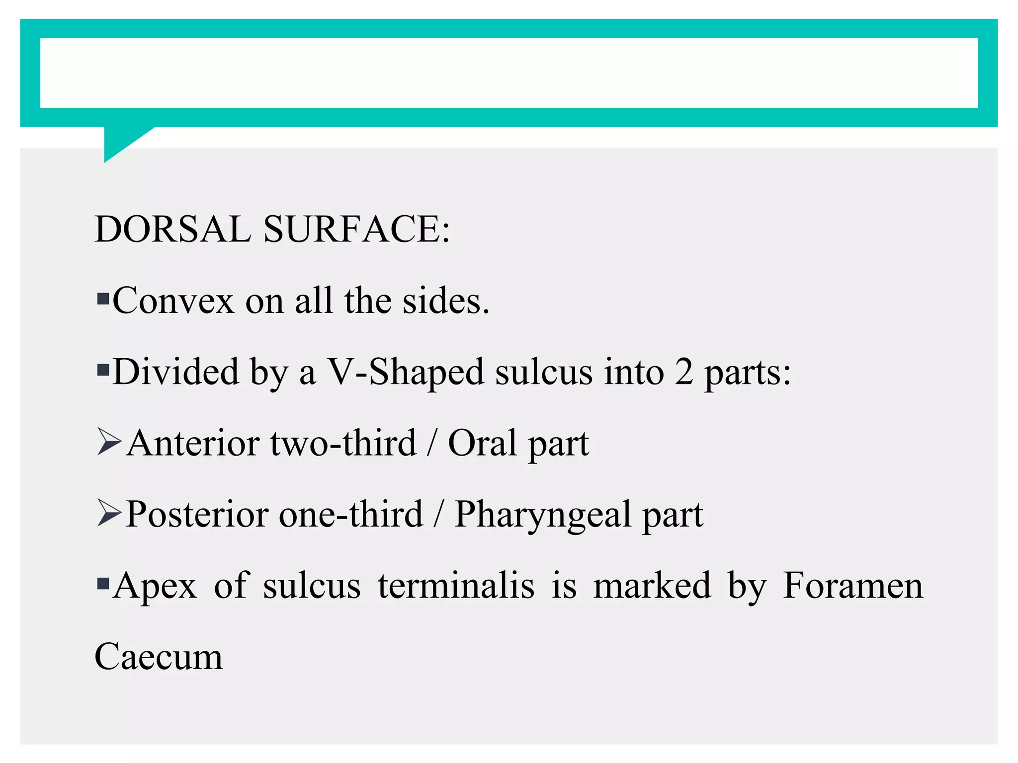 DORSAL SURFACE:
Convex on all the sides.
Divided by a V-Shaped sulcus into 2 parts:
Anterior two-third / Oral part
Posterior one-third / Pharyngeal part
Apex of sulcus terminalis is marked by Foramen
Caecum
 