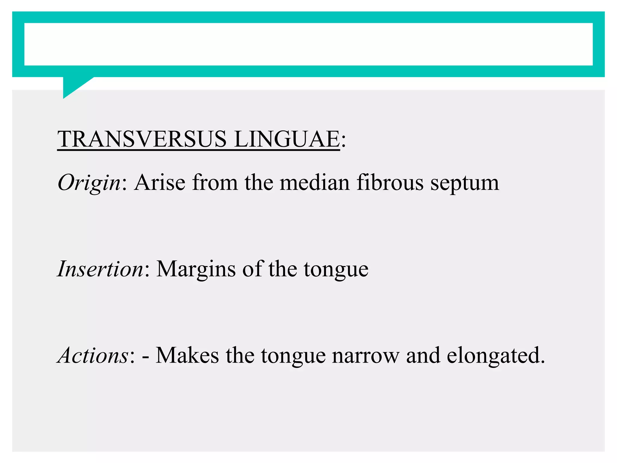 TRANSVERSUS LINGUAE:
Origin: Arise from the median fibrous septum
Insertion: Margins of the tongue
Actions: - Makes the tongue narrow and elongated.
 