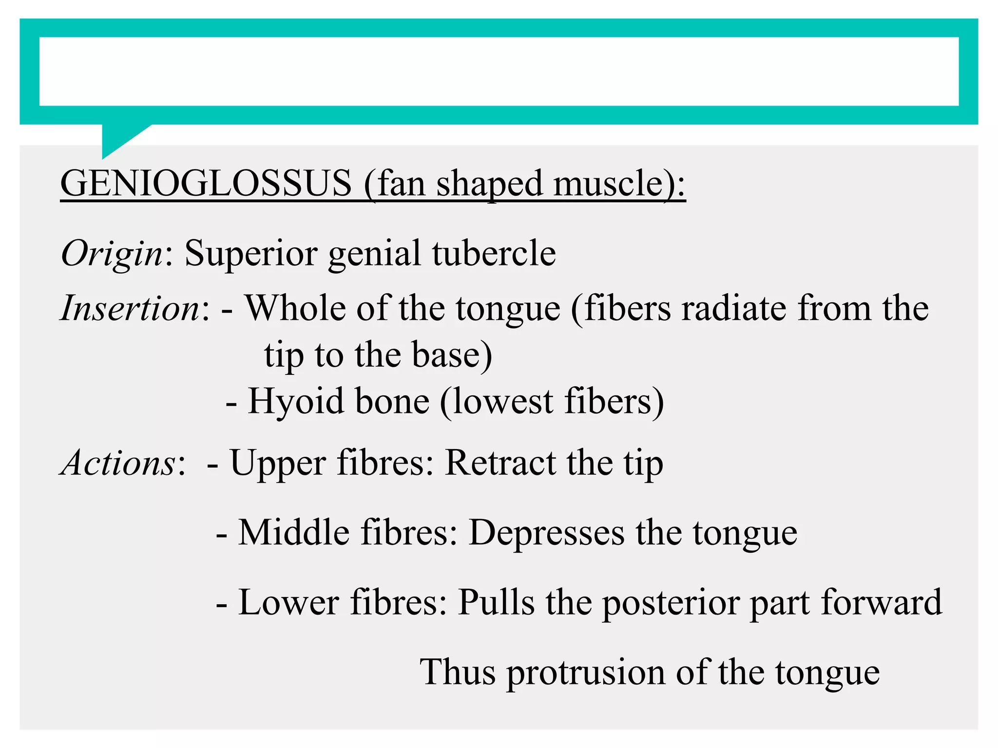 GENIOGLOSSUS (fan shaped muscle):
Origin: Superior genial tubercle
Insertion: - Whole of the tongue (fibers radiate from the
tip to the base)
- Hyoid bone (lowest fibers)
Actions: - Upper fibres: Retract the tip
- Middle fibres: Depresses the tongue
- Lower fibres: Pulls the posterior part forward
Thus protrusion of the tongue
 