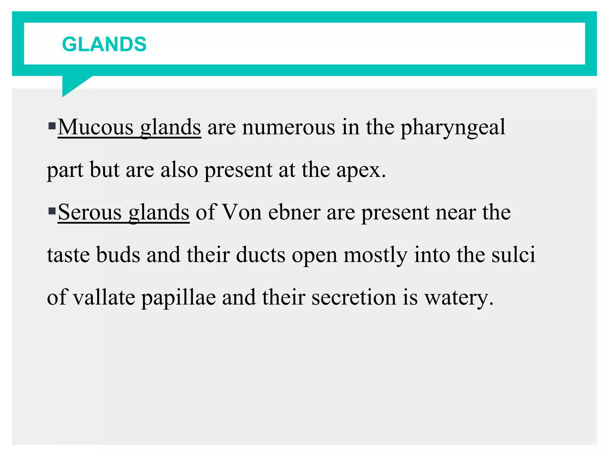 GLANDS
Mucous glands are numerous in the pharyngeal
part but are also present at the apex.
Serous glands of Von ebner are present near the
taste buds and their ducts open mostly into the sulci
of vallate papillae and their secretion is watery.
 