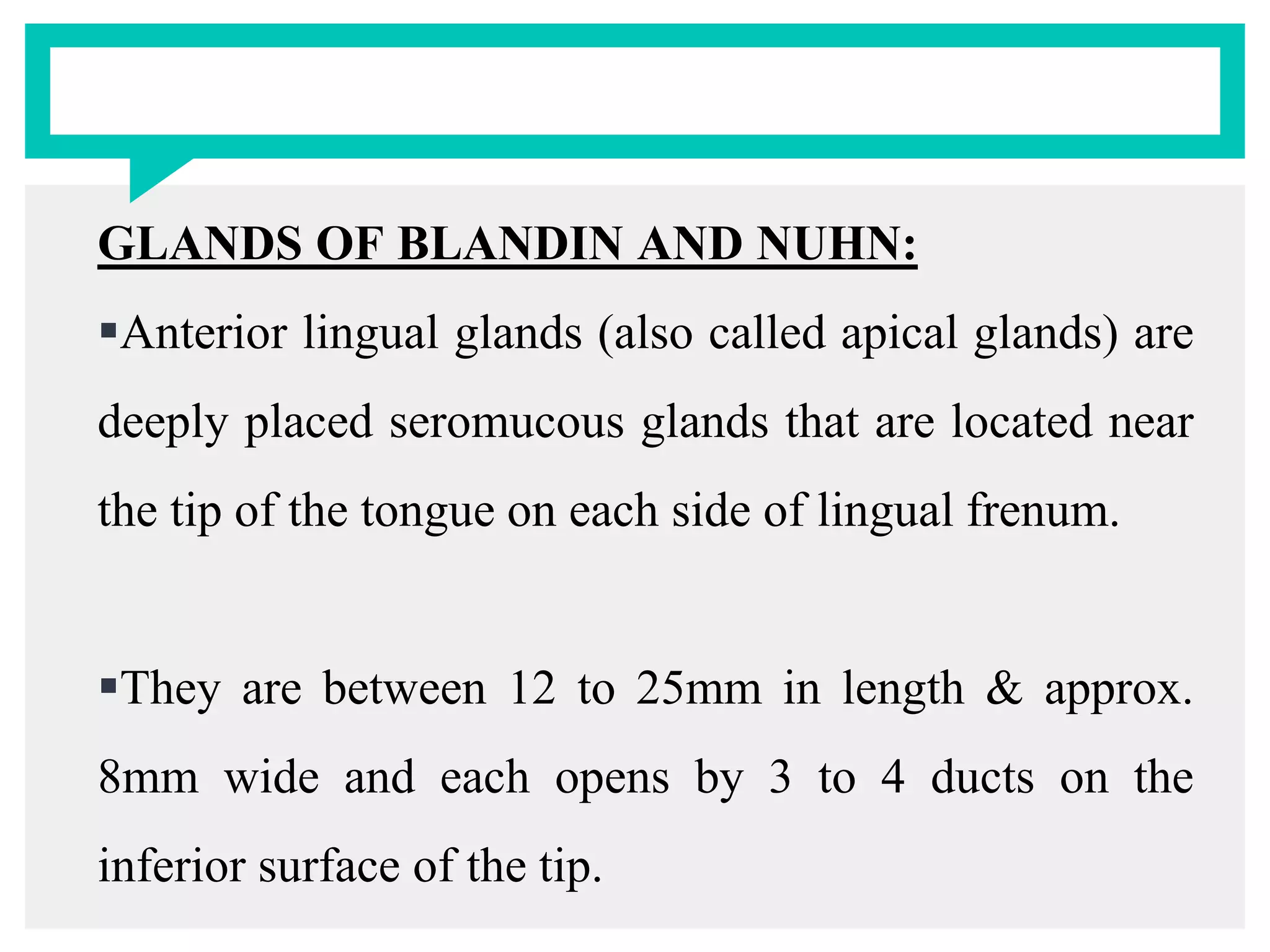 GLANDS OF BLANDIN AND NUHN:
Anterior lingual glands (also called apical glands) are
deeply placed seromucous glands that are located near
the tip of the tongue on each side of lingual frenum.
They are between 12 to 25mm in length & approx.
8mm wide and each opens by 3 to 4 ducts on the
inferior surface of the tip.
 