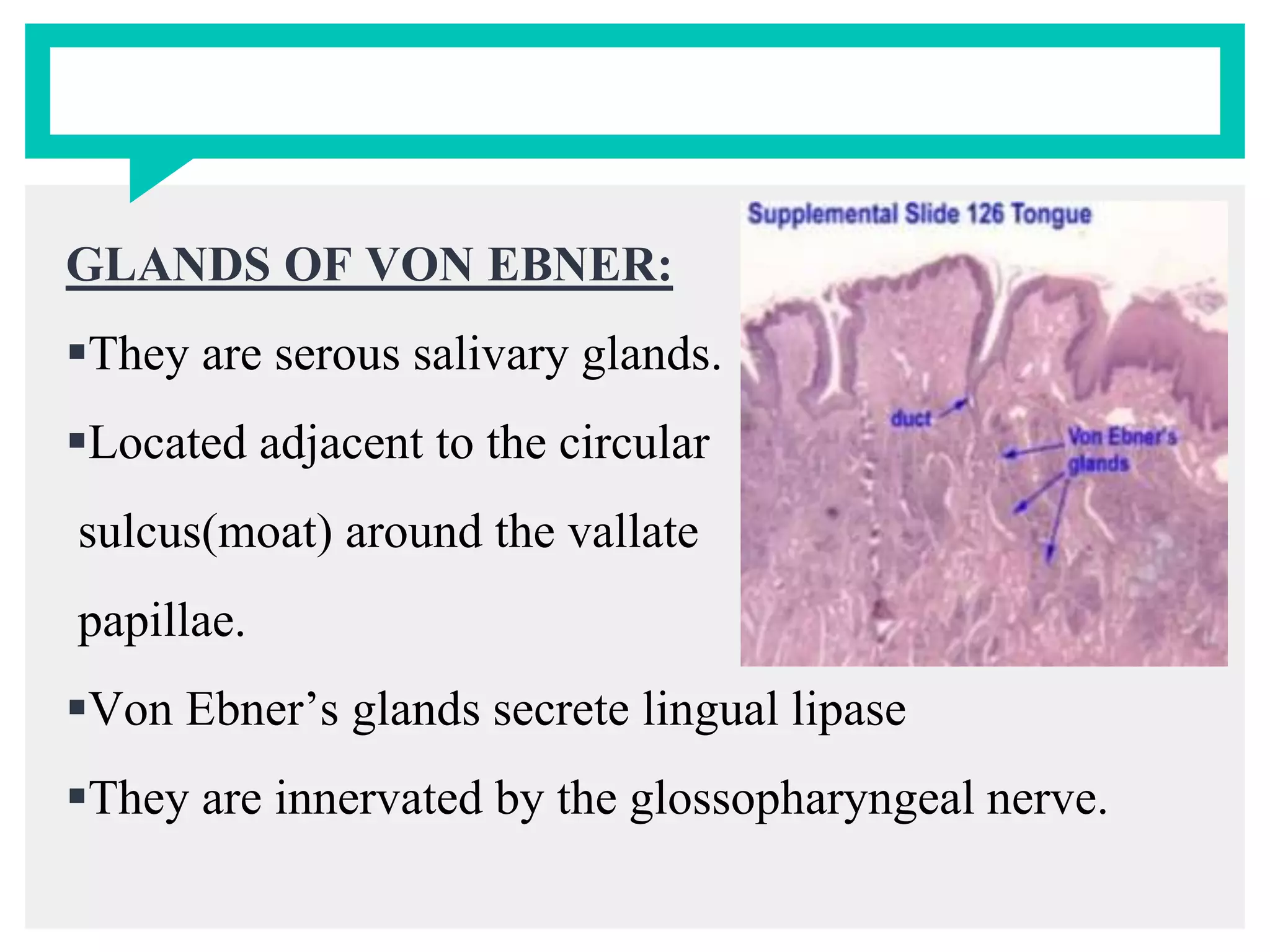GLANDS OF VON EBNER:
They are serous salivary glands.
Located adjacent to the circular
sulcus(moat) around the vallate
papillae.
Von Ebner’s glands secrete lingual lipase
They are innervated by the glossopharyngeal nerve.
 