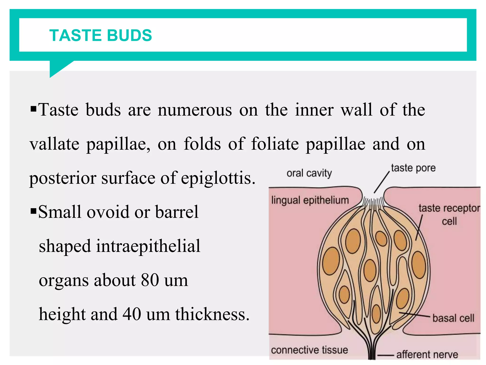 TASTE BUDS
Taste buds are numerous on the inner wall of the
vallate papillae, on folds of foliate papillae and on
posterior surface of epiglottis.
Small ovoid or barrel
shaped intraepithelial
organs about 80 um
height and 40 um thickness.
 