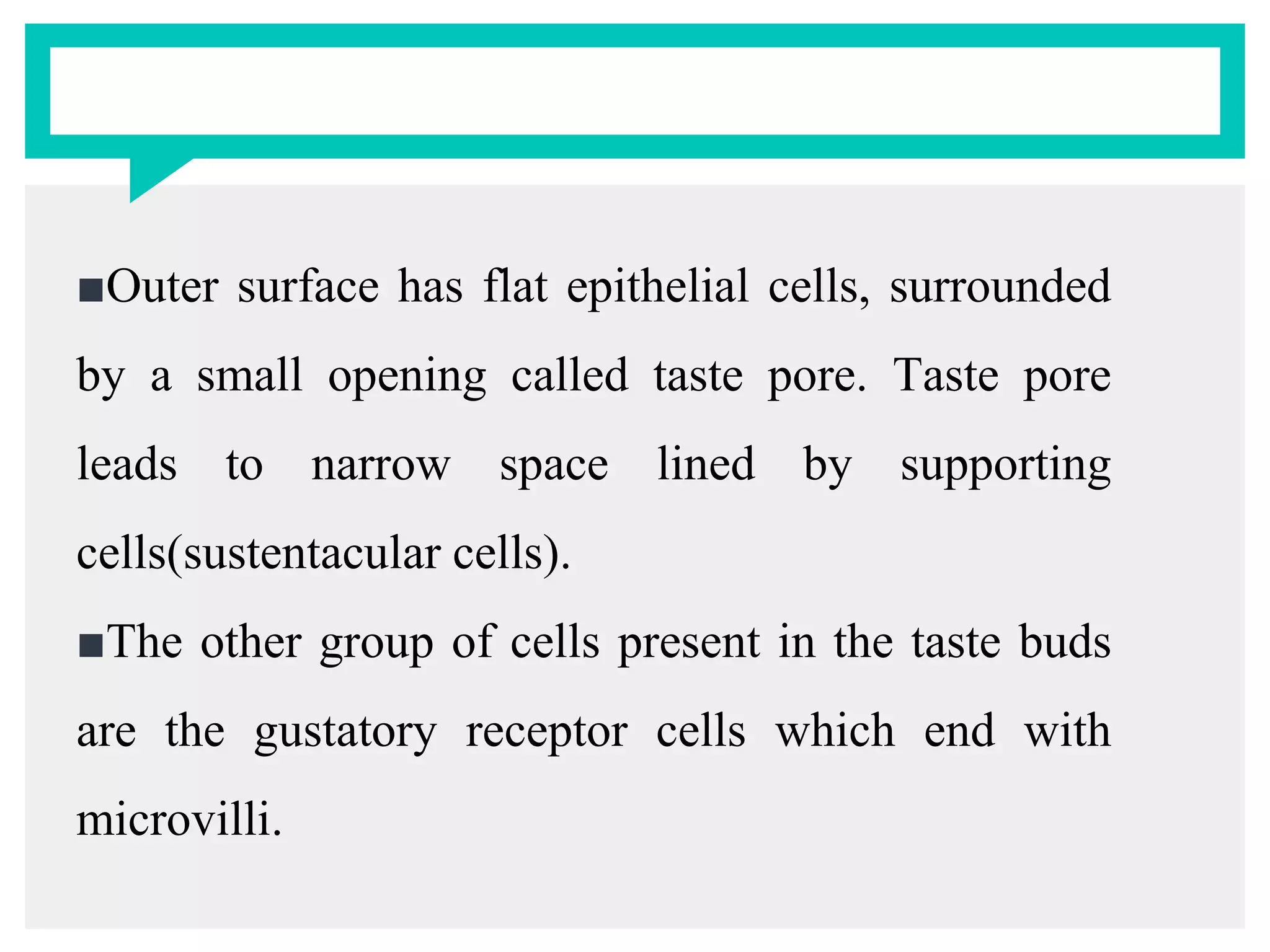 ■Outer surface has flat epithelial cells, surrounded
by a small opening called taste pore. Taste pore
leads to narrow space lined by supporting
cells(sustentacular cells).
■The other group of cells present in the taste buds
are the gustatory receptor cells which end with
microvilli.
 