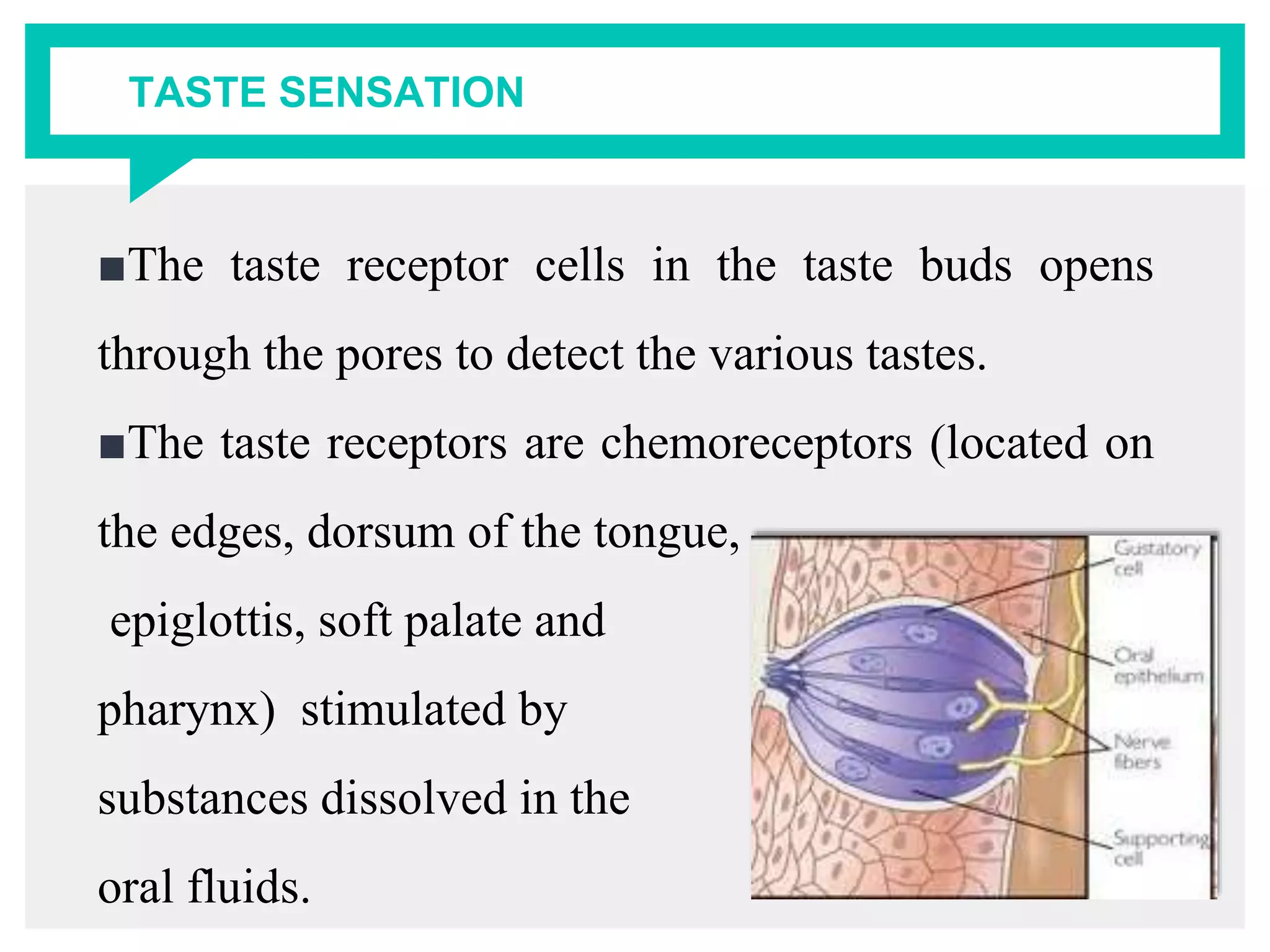 TASTE SENSATION
■The taste receptor cells in the taste buds opens
through the pores to detect the various tastes.
■The taste receptors are chemoreceptors (located on
the edges, dorsum of the tongue,
epiglottis, soft palate and
pharynx) stimulated by
substances dissolved in the
oral fluids.
 