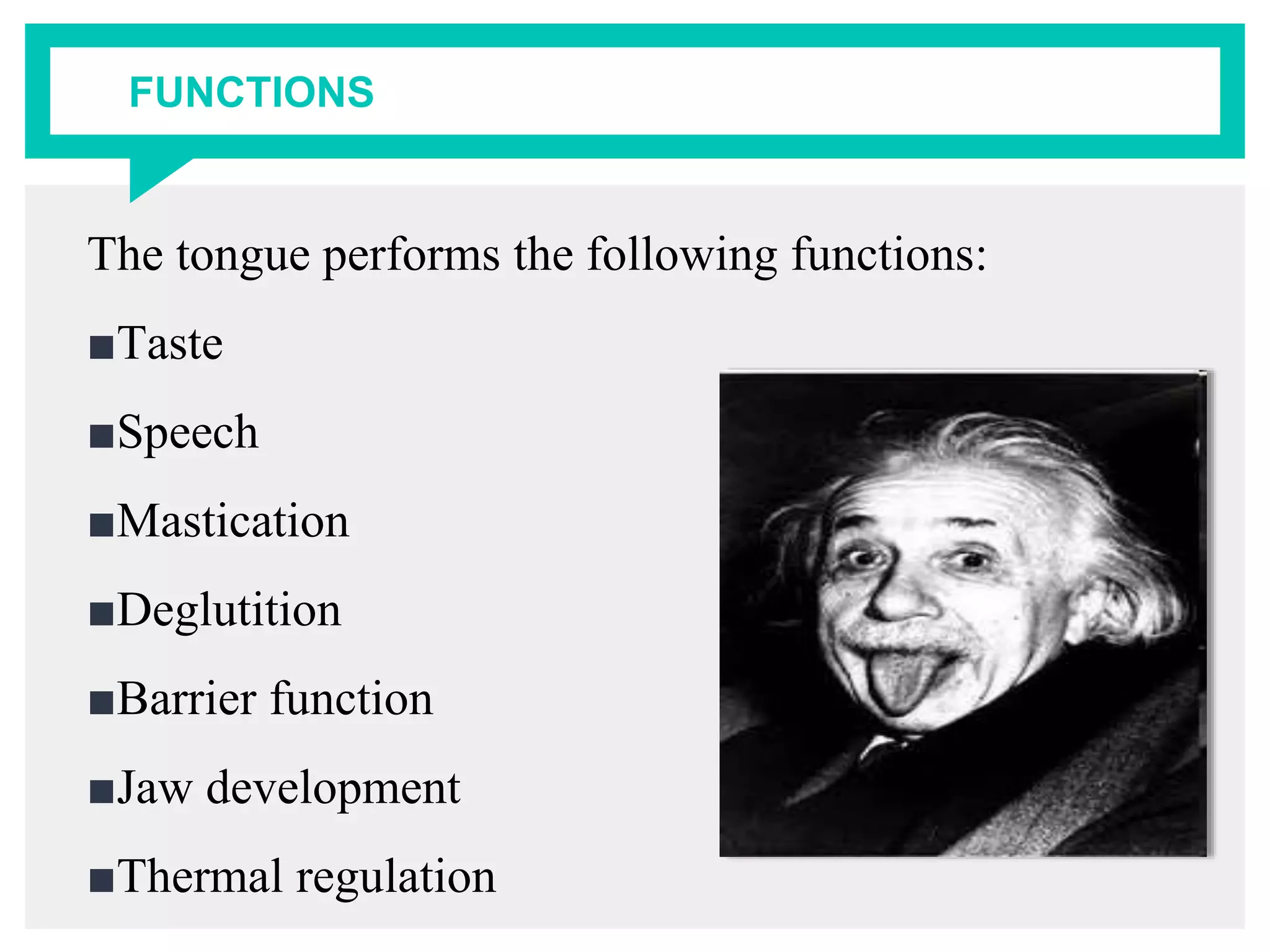 FUNCTIONS
The tongue performs the following functions:
■Taste
■Speech
■Mastication
■Deglutition
■Barrier function
■Jaw development
■Thermal regulation
 